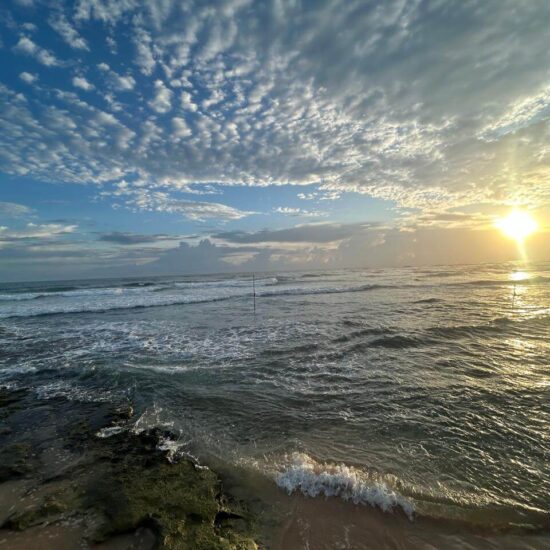 Sri Lanka Beach Palms